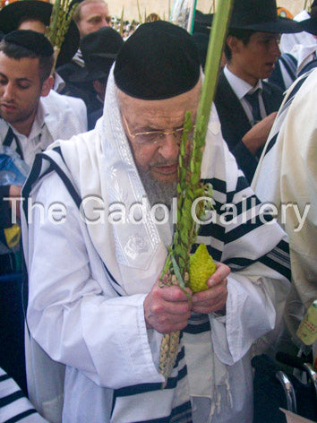 Rav Yitzchok Ezrachi -Lulav- רב יצחק אזרחי