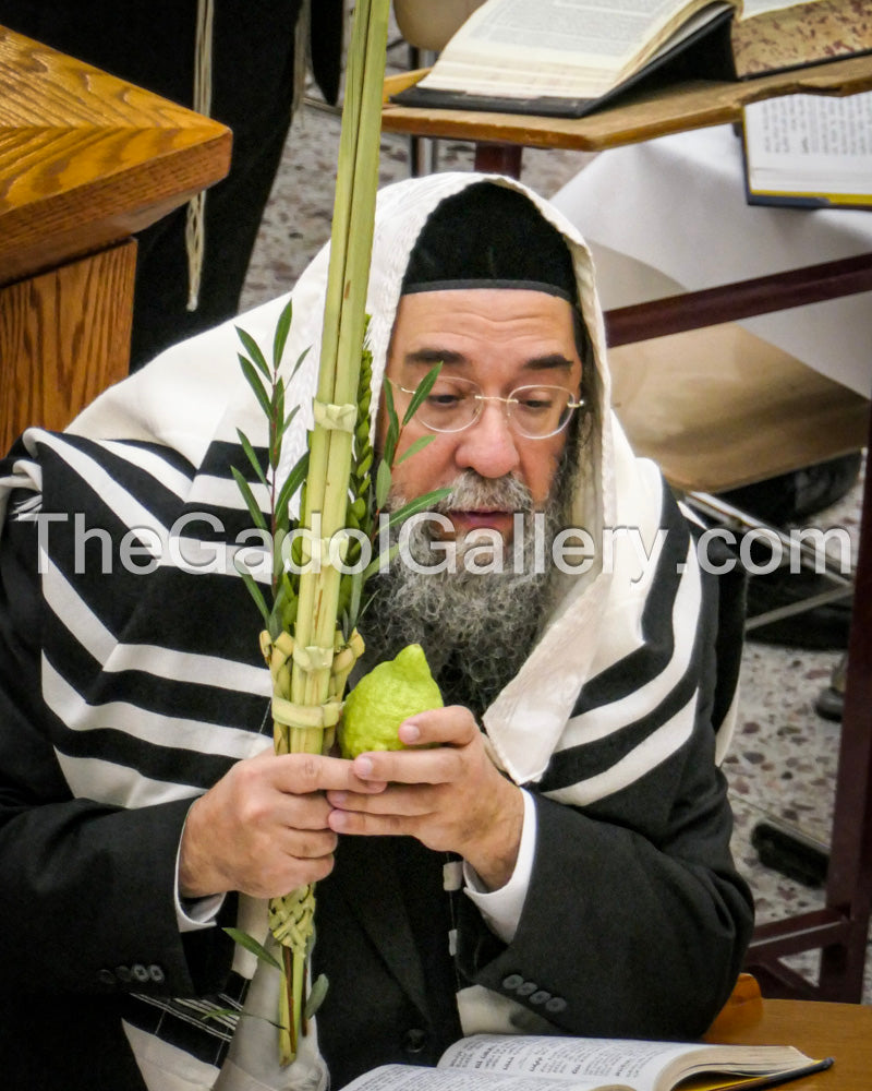 Rav Shlomo Halioua - Lulav & Esrog