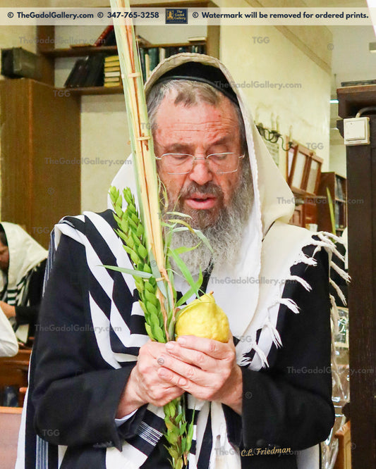 Rav Dovid Cohen - Eretz Yisroel Lulav 8 - רב דוד כהן