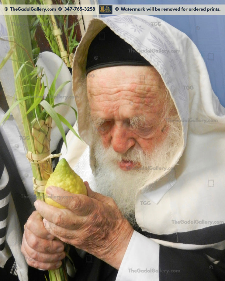 Rav Chaim Kanievsky - Lulav 1 - רב חיים קניבסקי