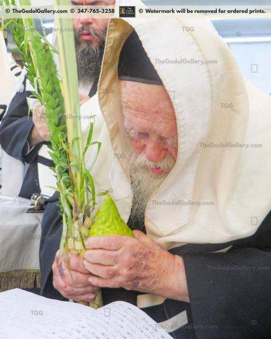 Rav Chaim Kanievsky - Lulav 2 - רב חיים קניבסקי