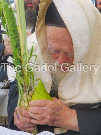 Rav Chaim Kanievsky (Lulav)