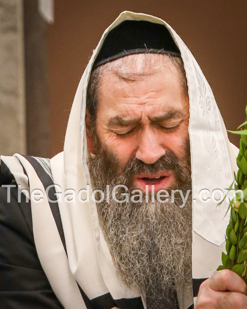 Rav Zev Kaplan -Lulav2- רב זאב קפלן