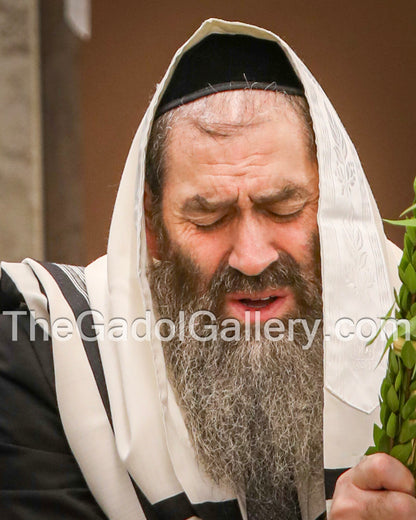 Rav Zev Kaplan -Lulav2- רב זאב קפלן
