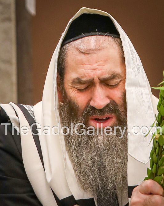 Rav Zev Kaplan -Lulav2- רב זאב קפלן
