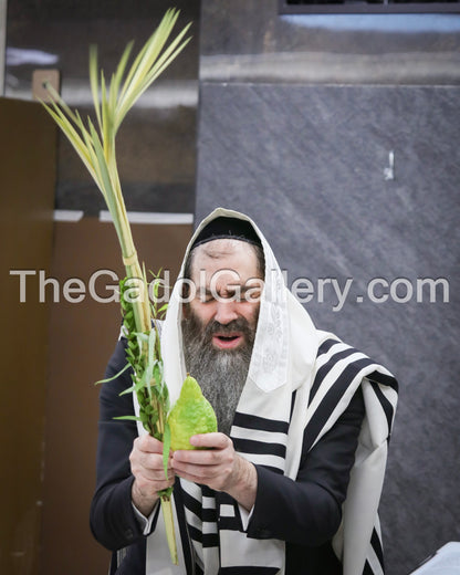 Rav Zev Kaplan -Lulav1- רב זאב קפלן