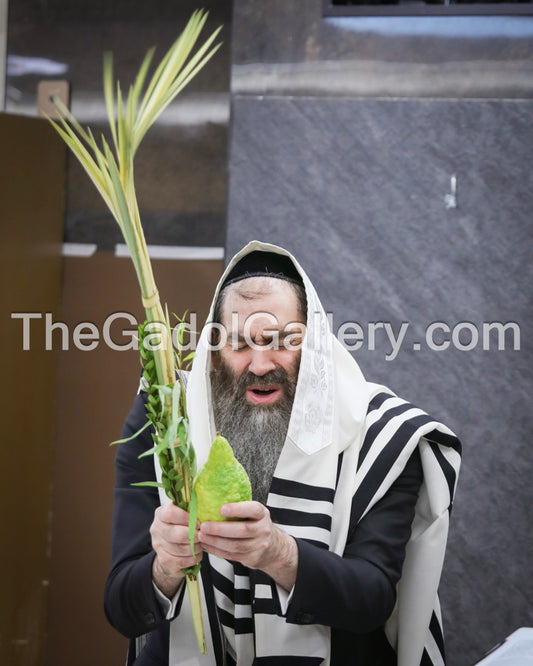 Rav Zev Kaplan -Lulav1- רב זאב קפלן