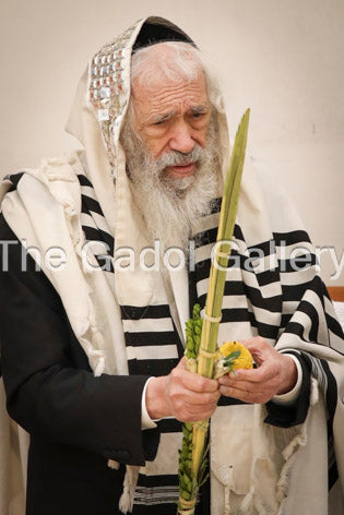 Rav Tzvi Kushelevsky -4- רב צבי קושלבסקי Sukkah Poster