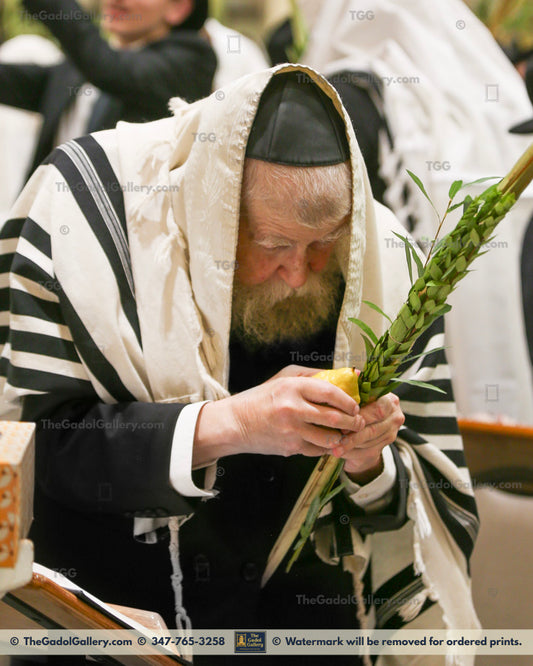 Rav Yisroel Neuman -Lulav- רב ישראל צבי נוימן
